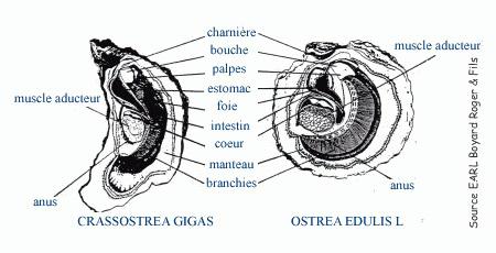 Biologie de l’huître