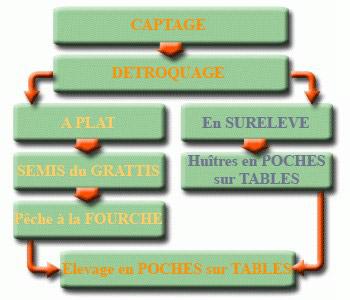Demi-élevage